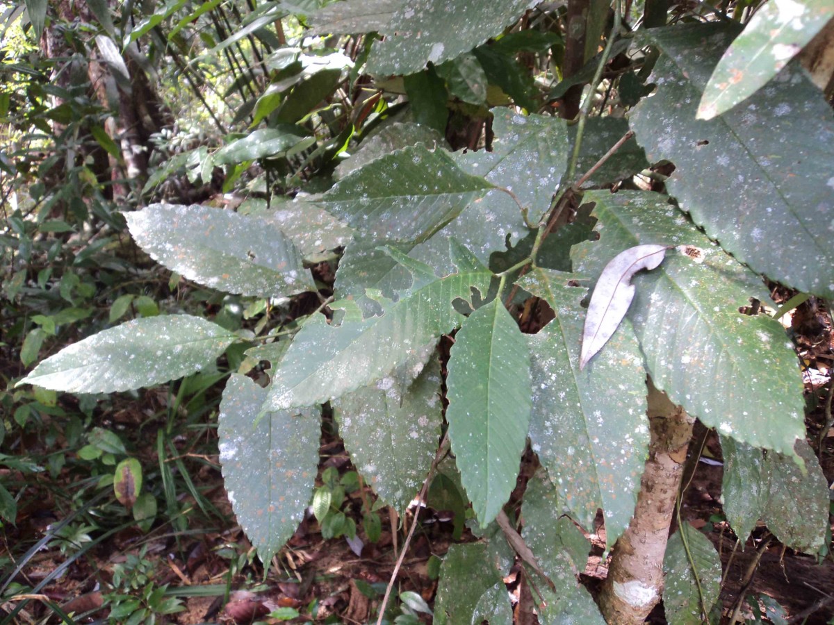 Schumacheria castaneifolia Vahl